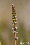 Sea Arrowgrass (Triglochin maritima)