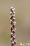 Sea Arrowgrass (Triglochin maritima)