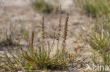 Sea Arrowgrass (Triglochin maritima)