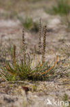 Sea Arrowgrass (Triglochin maritima)