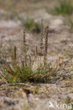 Schorrezoutgras (Triglochin maritima)