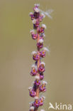 Sea Arrowgrass (Triglochin maritima)