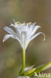 Strandnarcis (Pancratium maritimum)