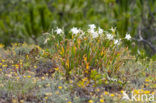 Strandnarcis (Pancratium maritimum)