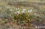 Strandnarcis (Pancratium maritimum)