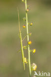 Wandelende tak (Clonopsis gallica)