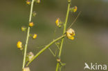 Wandelende tak (Clonopsis gallica)