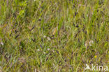 Zeegroene zegge (Carex flacca)