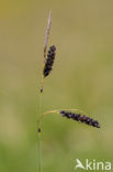 Zeegroene zegge (Carex flacca)