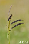 Zeegroene zegge (Carex flacca)