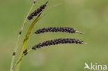 Zeegroene zegge (Carex flacca)