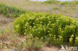 Zeevenkel (Crithmum maritimum) 