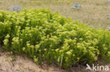 Zeevenkel (Crithmum maritimum) 