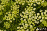 Zeevenkel (Crithmum maritimum) 