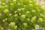 Zeevenkel (Crithmum maritimum) 