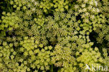 Zeevenkel (Crithmum maritimum) 