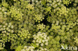 Zeevenkel (Crithmum maritimum) 