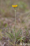 Bergalant (Inula montana)