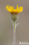 Bergalant (Inula montana)