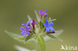 Blauw Parelzaad (Lithospermum purpurocaeruleum)