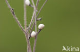 Blauw Parelzaad (Lithospermum purpurocaeruleum)