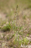 Bosdroogbloem (Gnaphalium sylvaticum) 