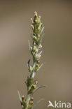 Bosdroogbloem (Gnaphalium sylvaticum) 