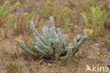 Cottonweed (Otanthus maritimus)