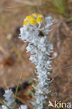 Cottonweed (Otanthus maritimus)