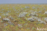 Cottonweed (Otanthus maritimus)