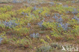 Cottonweed (Otanthus maritimus)