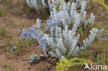 Cottonweed (Otanthus maritimus)