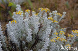 Cottonweed (Otanthus maritimus)