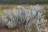 Cottonweed (Otanthus maritimus)