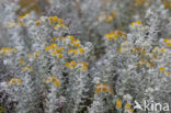 Cottonweed (Otanthus maritimus)