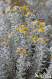 Cottonweed (Otanthus maritimus)