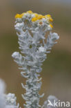 Cottonweed (Otanthus maritimus)