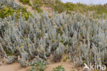 Cottonweed (Otanthus maritimus)