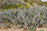 Cottonweed (Otanthus maritimus)