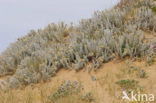 Cottonweed (Otanthus maritimus)