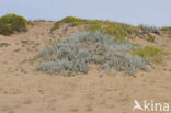 Cottonweed (Otanthus maritimus)