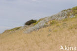 Cottonweed (Otanthus maritimus)