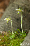 Eenbloemig wintergroen (Moneses uniflora) 