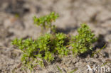 Eenjarige hardbloem (Scleranthus annuus)