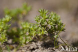 Eenjarige hardbloem (Scleranthus annuus)