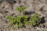 Eenjarige hardbloem (Scleranthus annuus)