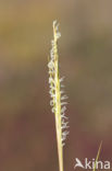 Engels slijkgras (Spartina anglica)