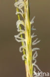 Engels slijkgras (Spartina anglica)