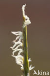 Engels slijkgras (Spartina anglica)