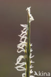 Engels slijkgras (Spartina anglica)